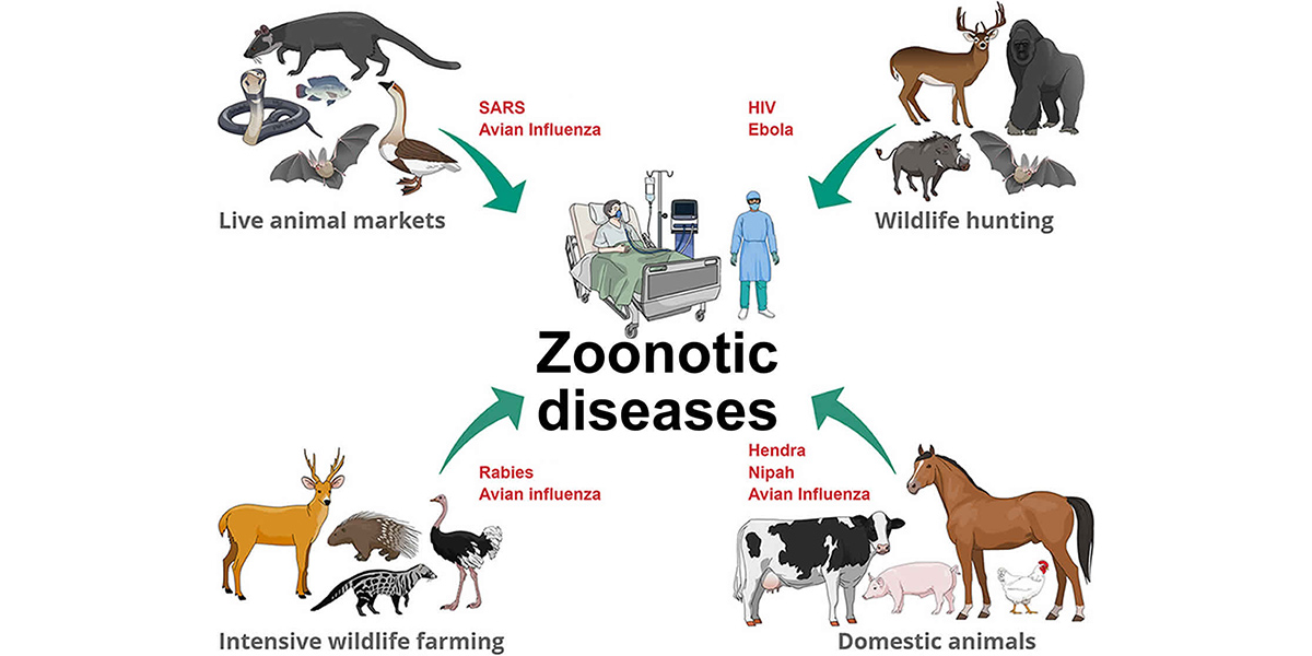 Le fossé choquant de connaissances zoonotiques : révéler les réponses surprenantes